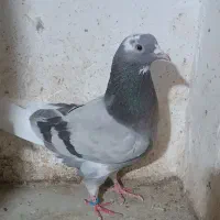 کبوتر|پرنده|انار, |دیوار