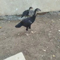 لاری
