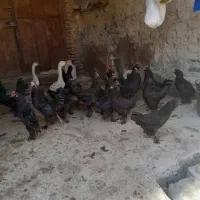 خروس مرندی7ماهه وغوگاز یجفت