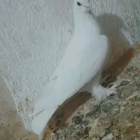 کفتر|پرنده|اردبیل, |دیوار
