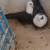 یک جفت کبوتر مخمل سیاه  (مخملی)