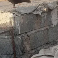 نرماده کلاغ گوک