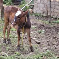 گاو گوساله لیشه ماده جنس ۲ماهه