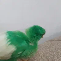 جوجه محلی