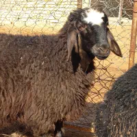 گوسفند زنده (بره نر سرخ افشاری لاغر)