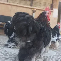جوجه کوشین