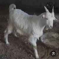 کهره نر برای قربانی