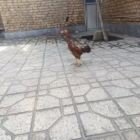 فروش مرغ لاری