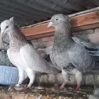 کبوتر سرور و هما