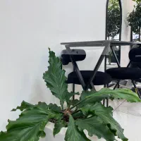 گل‌موج عشق