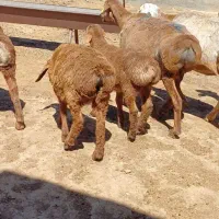 ۴راس میش زایده چینی