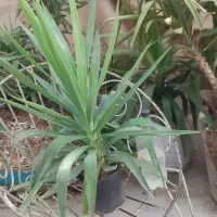 گل زیبا و شاداب