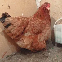 فروش مرغ وجوجه