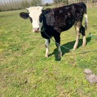 سیمینتال گوساله گاو