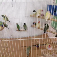 فنچ گلدین مولد