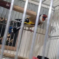 سره|پرنده|تهران, نیکنام|دیوار