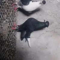دوتا کفتر خوشگل