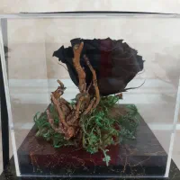 رز جاویدان (طبیعی)