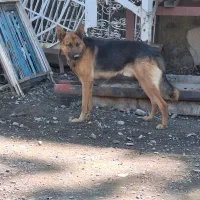 سگ ژرمن شپرد