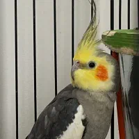 عروس هلندی جفت