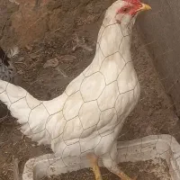 نیمچه خروس گلین ۵ماهه
