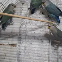 جوجه طوطی برزیلی
