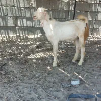 نری