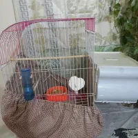 طوطی برزیلی مولدبایک جوجه