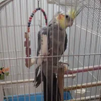 عروس هلندی