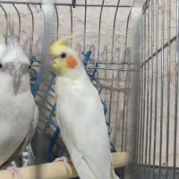 عروس هلندی