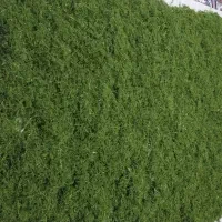 فروش شوید وسبزی آب پز