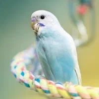 مرغ عشق گمشده