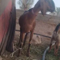 مری سه قلوزا