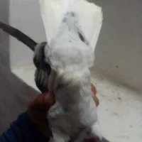 کبوتر|پرنده|خفر, |دیوار