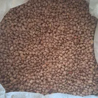 حبوبات
