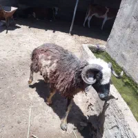 قوچ