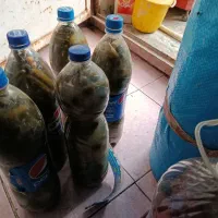 خیارشور