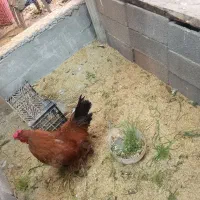 خروس