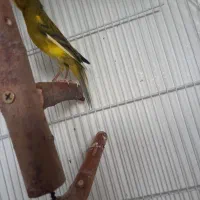 قناری سبزچمنی مست مست