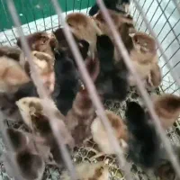 جوجه مرغ محلی