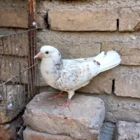 کفتر جوجه