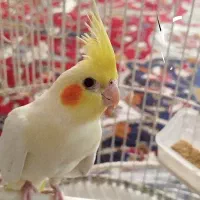 جوجه عروس لوتینو زعفرانی چشم شرابی
