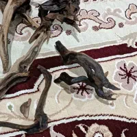 چوب آکواریوم(آبنوس)