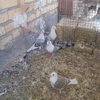 کبوتر سینه سرور ،پشتی خطی