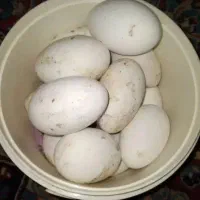 تخم غاز یا بط