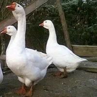 قوغاز