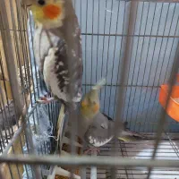 چند جفت عروس هلندی مولد درجه یک