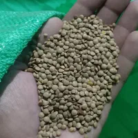 عدس ریز کانادایی