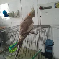 عروس هلندی