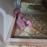 جوجه طوطی پروتلت سرلاکی